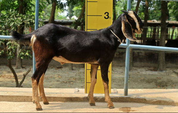 Goat wether (খাসি)